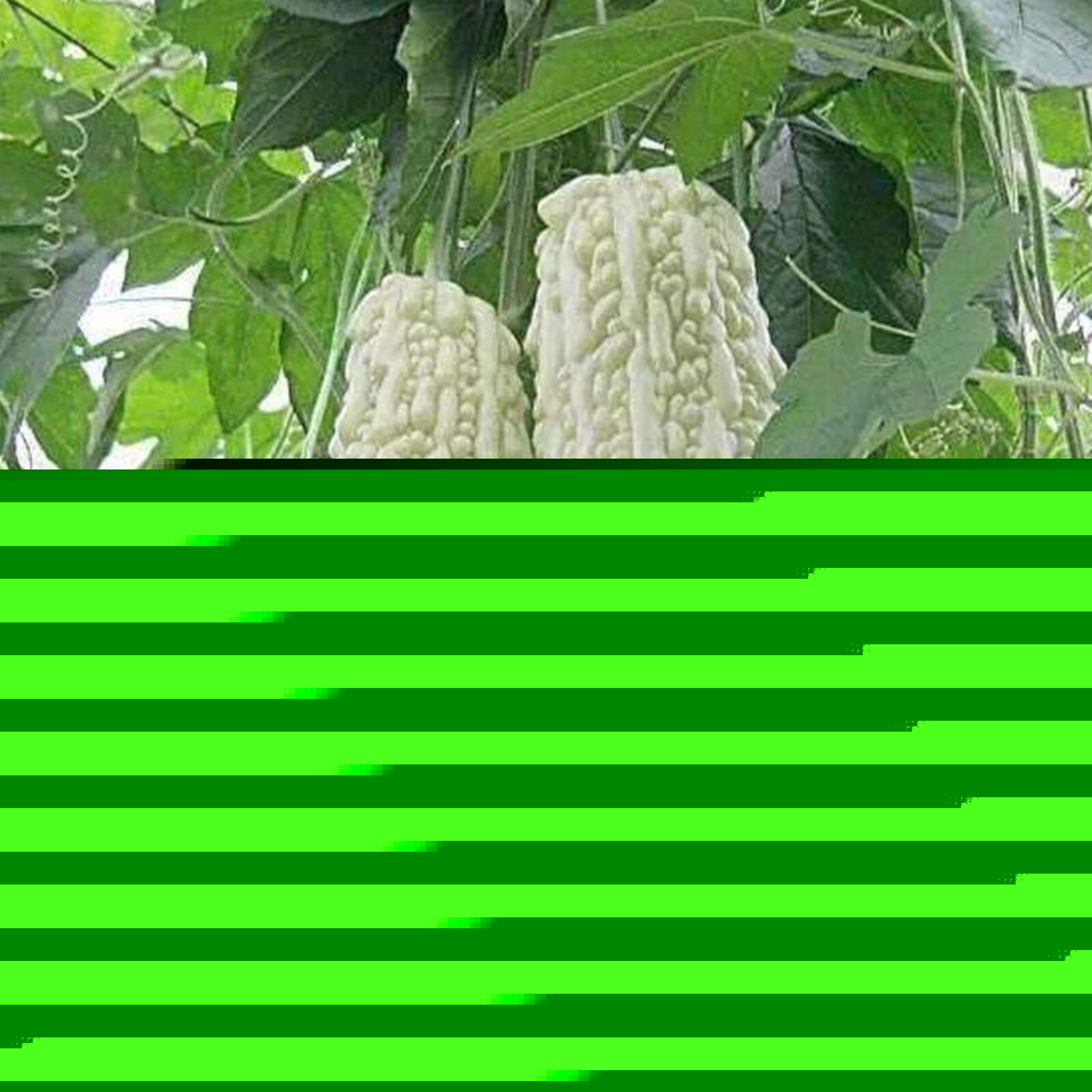 15pcs White Pearl Bitter Gourd Seeds – Heirloom Balsam Pear Melon Variety