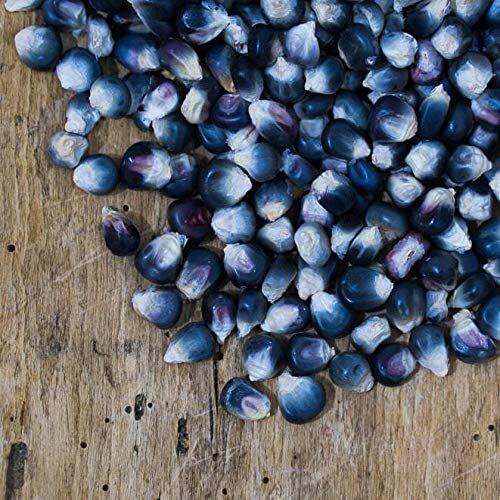 25 Seeds Kathy’s Exotic Blue Corn to Grow Blue Popcorn