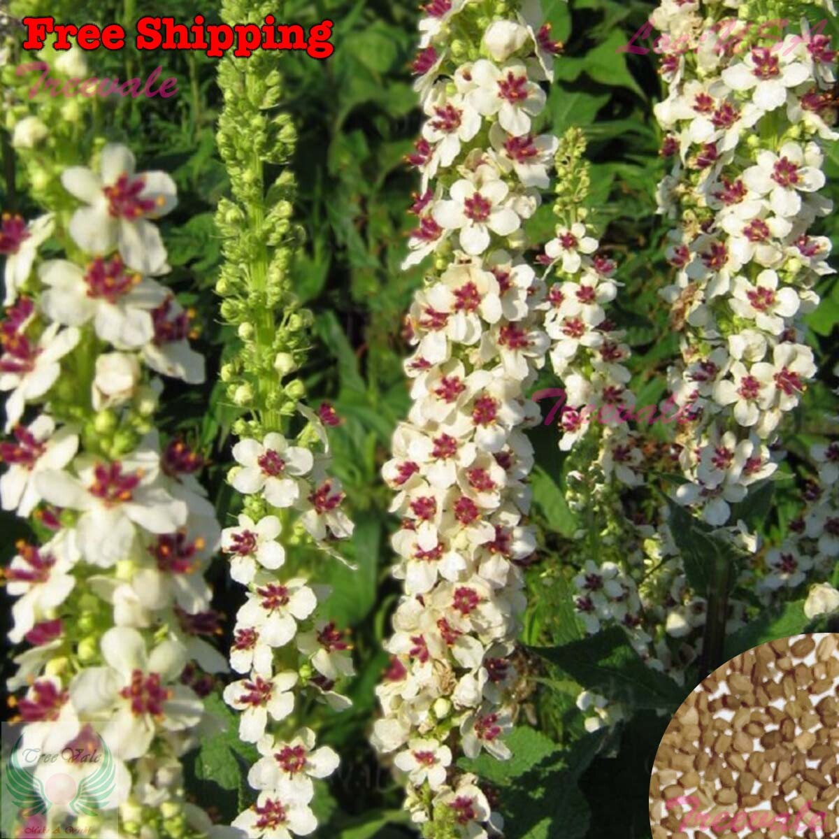 Wedding Candles Flower Seeds – Verbascum Chaixii – Verbascum | Flower Seeds