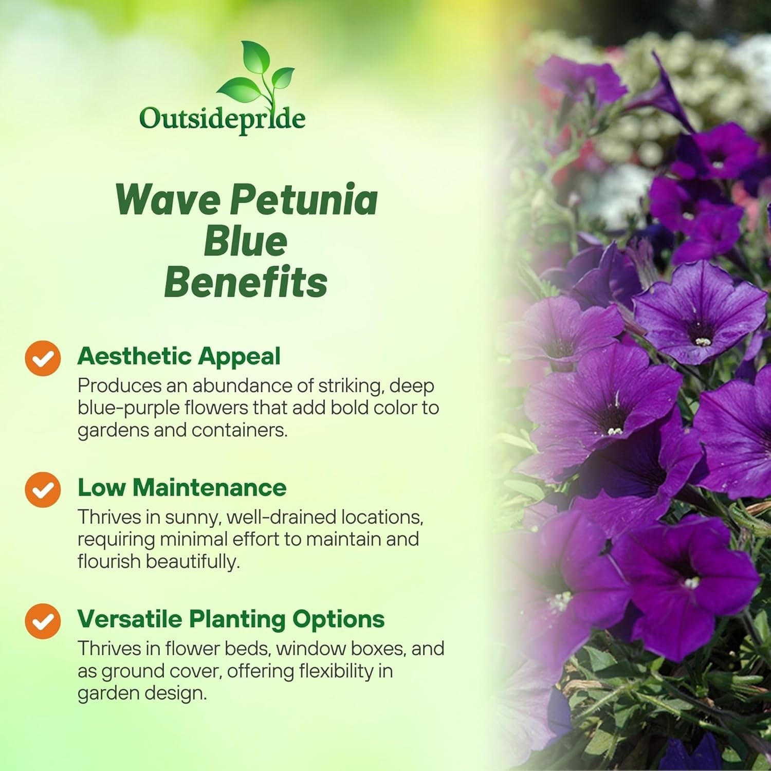 15 Seeds Blue Easy Wave Spreading Petunia Flower Seeds