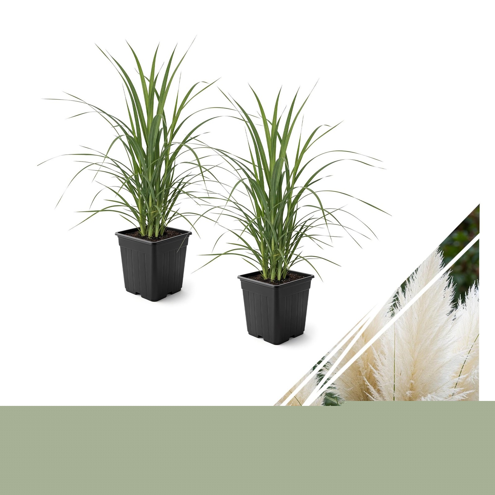 White Pampas Grass 2 Pack 10″ Tall Perennial Accent Plant in 1.5 Qt Pot