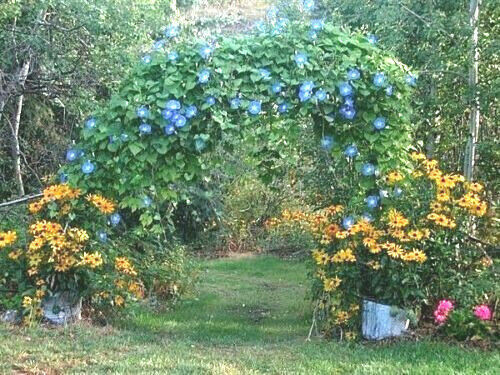 60 Heavenly Blue Morning Glory Seeds UNTREATED FRESH PICKED 2023 & REFRIGERATED!