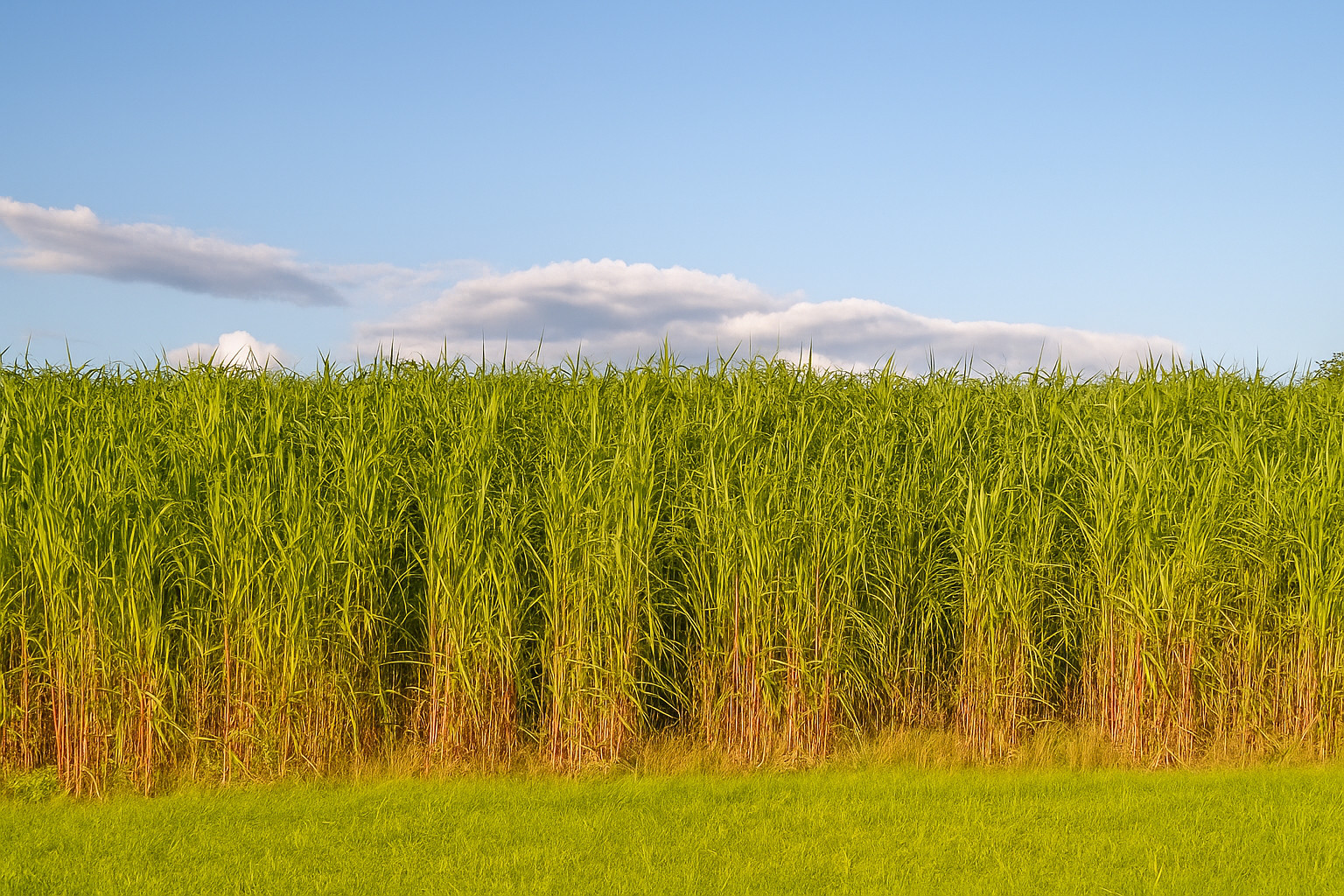 8,000 + Switchgrass Seeds Tall Grass Ornamental Perennial