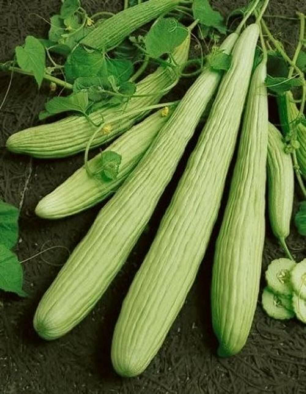 Armenian Cucumber Seeds HEIRLOOM – NON GMO Fresh Seed 4 Your Garden OLD FAVORITE