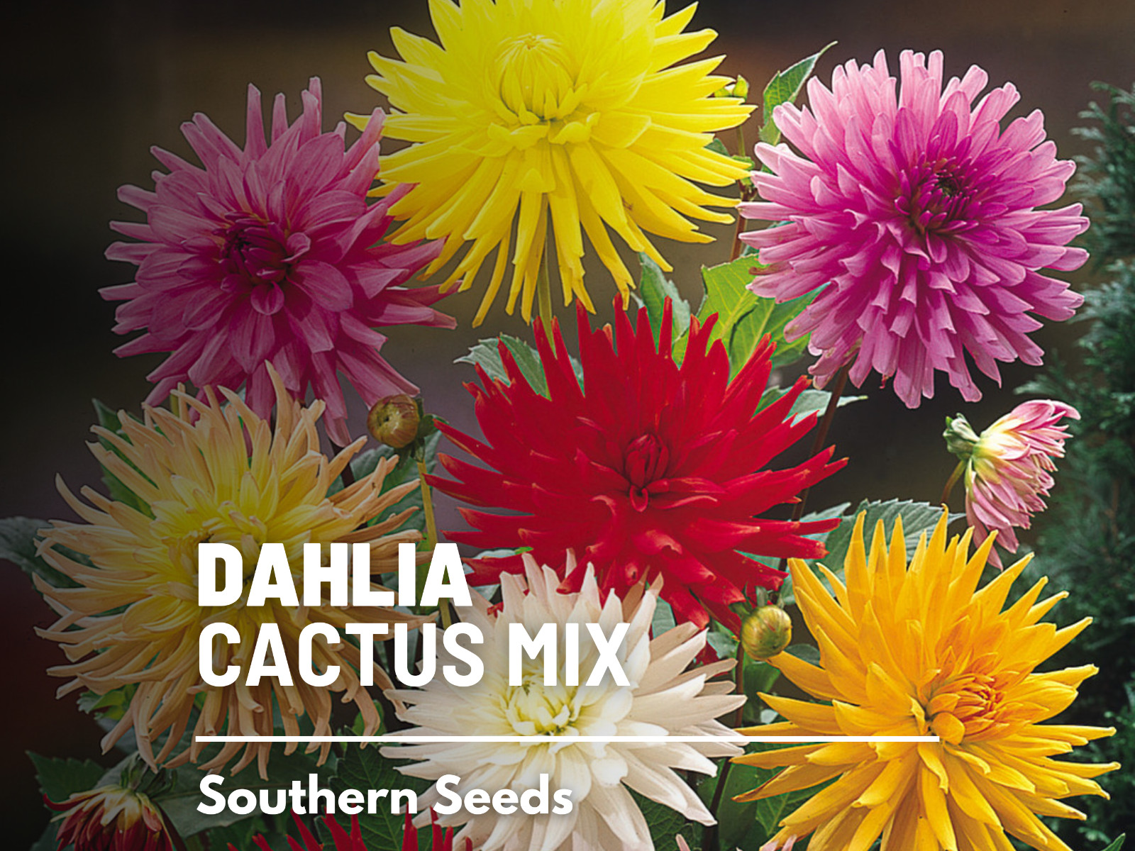 Dahlia, Cactus Mix – 25 Seeds – Stunning Blooms – Non GMO (Dahlia variabilis)