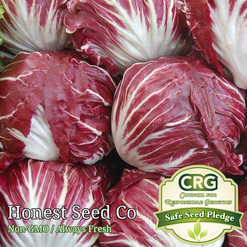 500+ Radicchio Seeds | Non-GMO | Fresh Garden Seeds USA Grown Heirloom