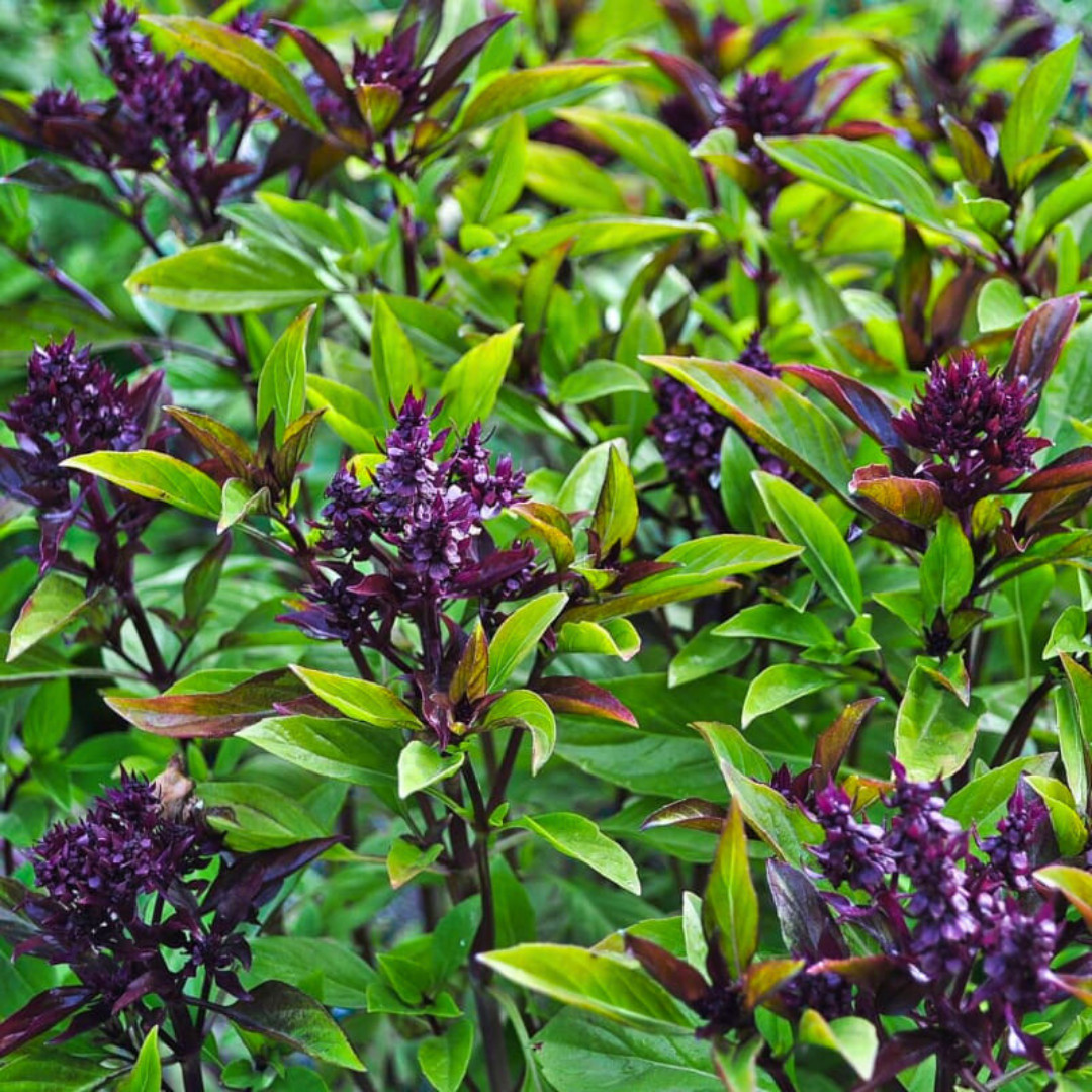 Fresh Thai Basil Seeds | Siam Queen | Heirloom Non-GMO | Asian Vegetable