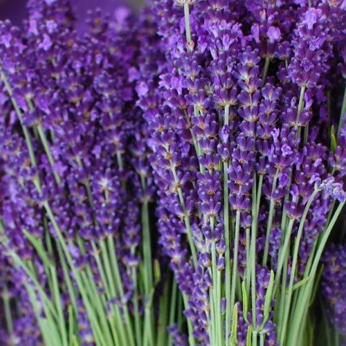LAVENDER SEEDS 200+ COMMON ENGLISH VERA perennial HERB garden FREE SHIPPING