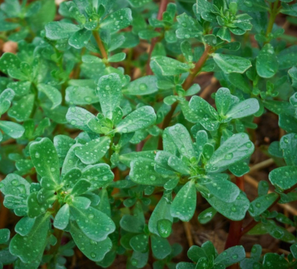 PURSLANE SEEDS 2000+ “GREEN” PORTULACA OLERACEA herb GARDEN groundcover PLANTS