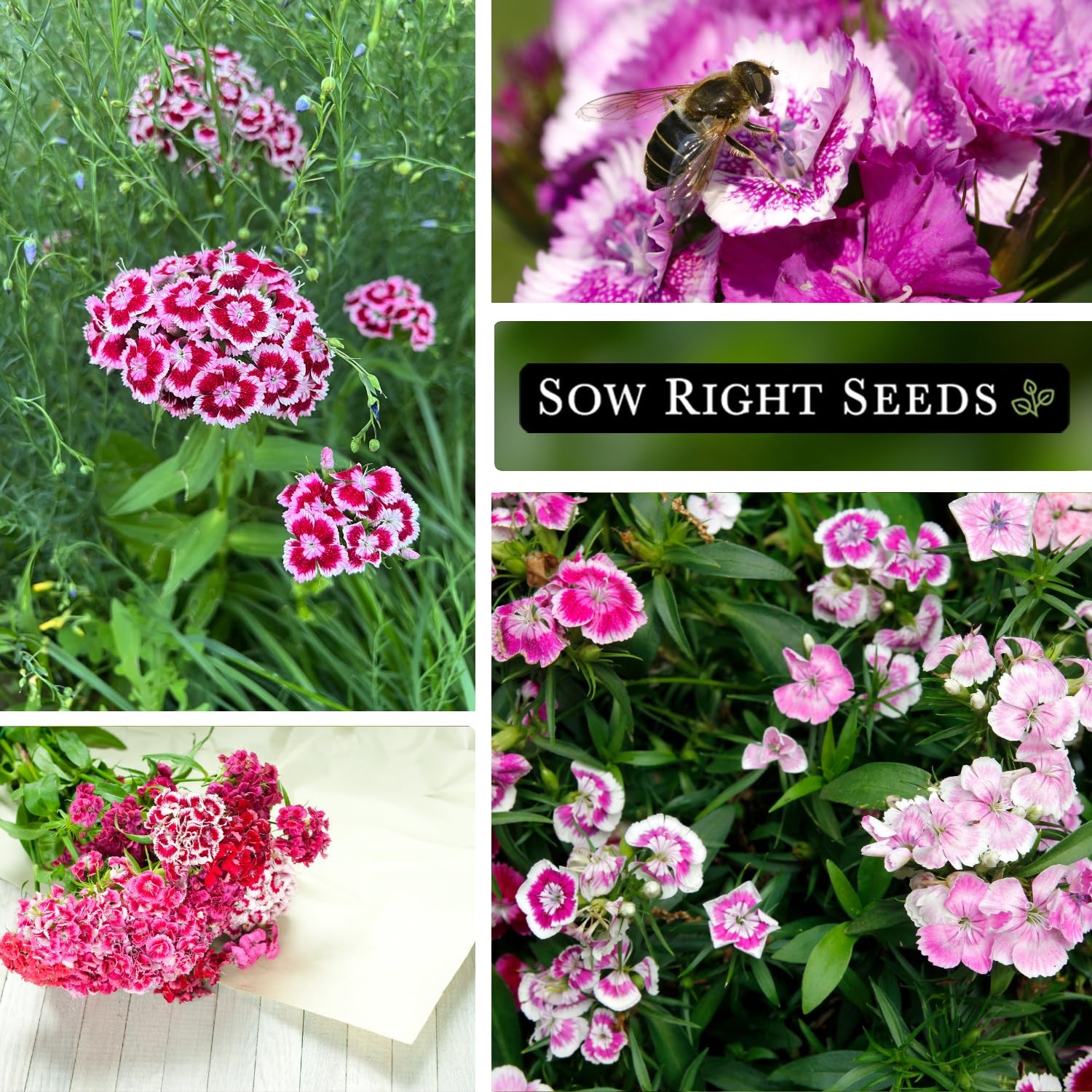 Sweet William Mix Flower Seeds Biennial Non GMO Heirloom Packet Garden Blooms