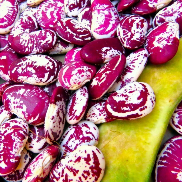 Christmas Pole Lima Bean Seeds | Heirloom Red Speckled Big Limas Beans Seed 2025