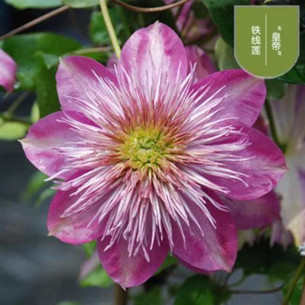 20 EXOTIC RARE CLEMATIS SEEDS garden flower plant vine climber USA SELLER USPS