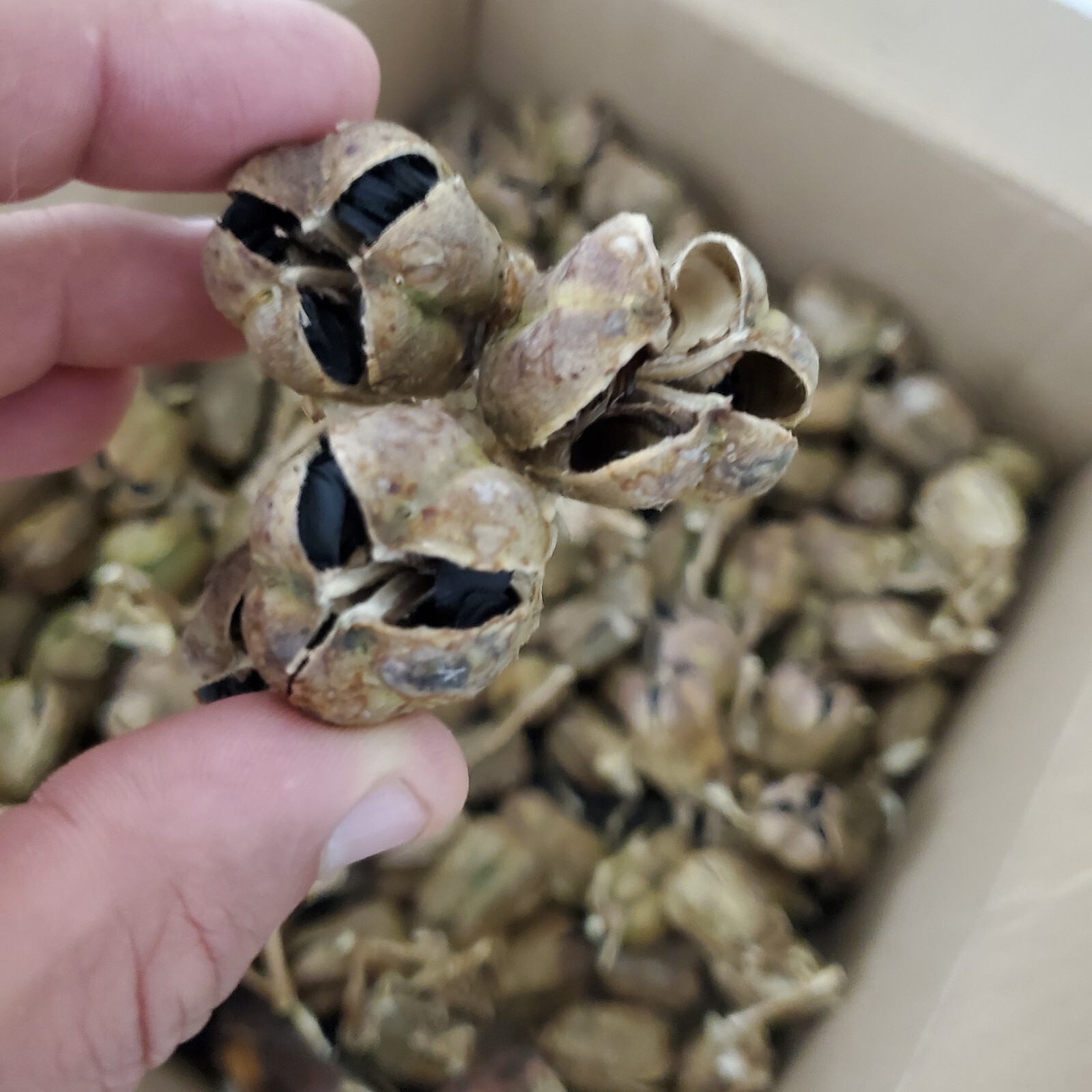 100 seeds – Chaparral Yucca Hesperoyucca Whipplei – Our Lord’s Candle Cactus