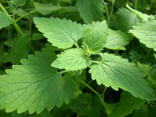 1/4 oz Catnip Seeds, Heirloom Herb Seed, Bulk Seeds, Medicinal Herb, 10,000 ct