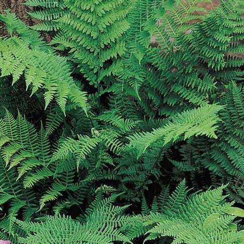 10 Lady Fern Roots/Root Systems – Common Ladyfern Plants – Athyrium filix-femina