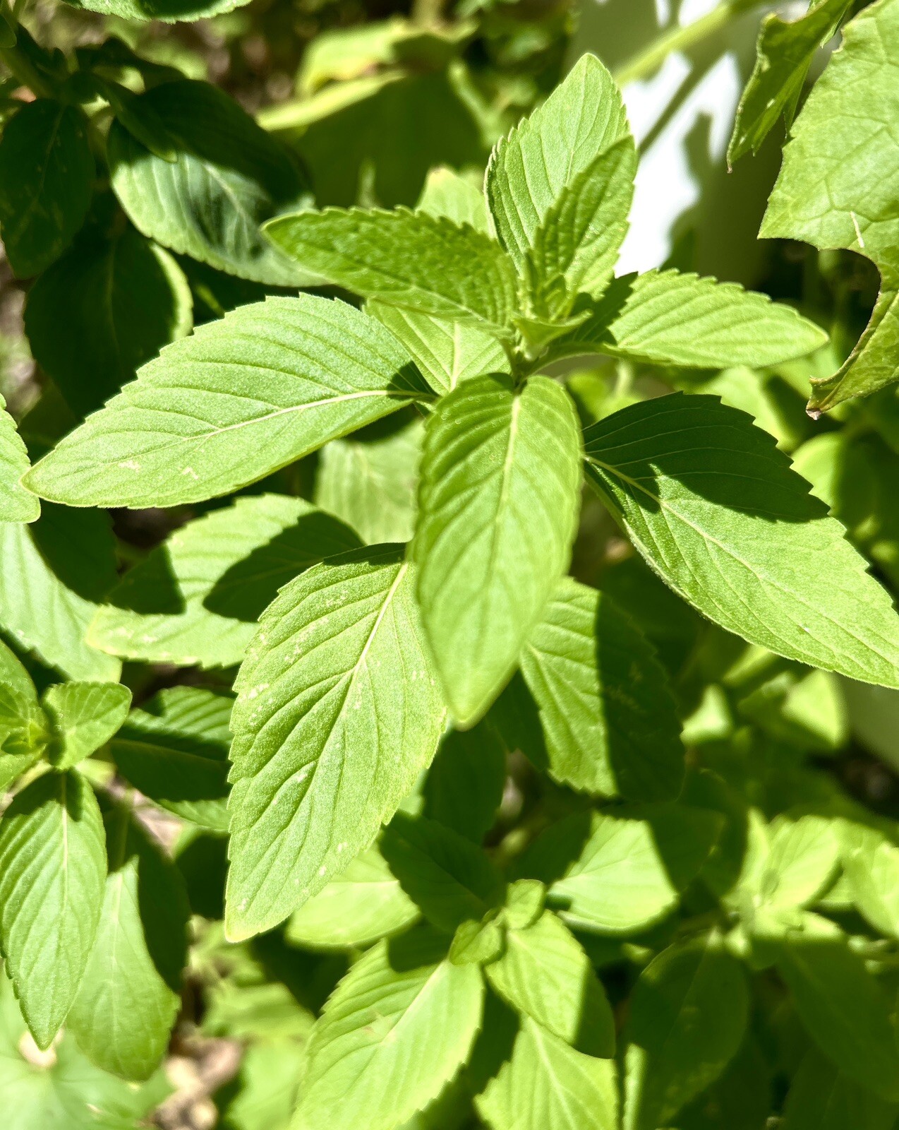 Corn Mint, Field Mint, Mentha Arvensis – 100 Seeds – USA