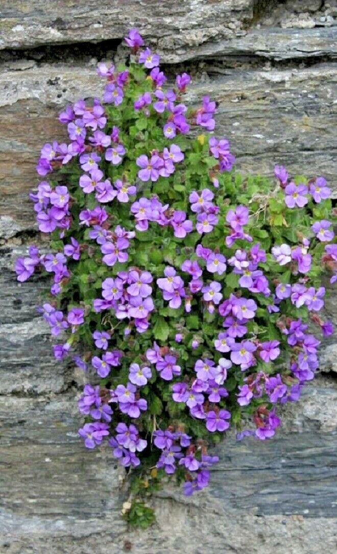 Rock Cress Seeds Purple – Heirloom Groundcover Seeds, Aubrieta Deltoidea, 100ct