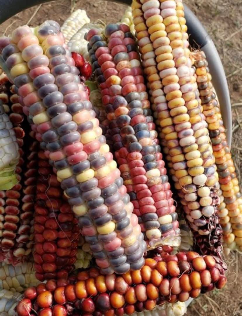 20 Corn Seeds Painted Mountain Flour Corn Seeds Heirloom Multicolor RARE Rainbow