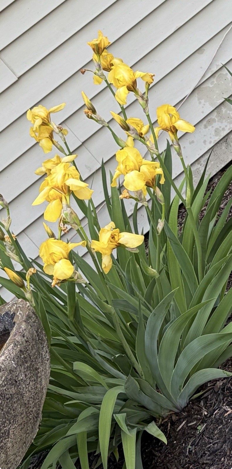 Beautiful Light Yellow Bearded Iris – 5 Rhizomes Tall Perennials Full Sun