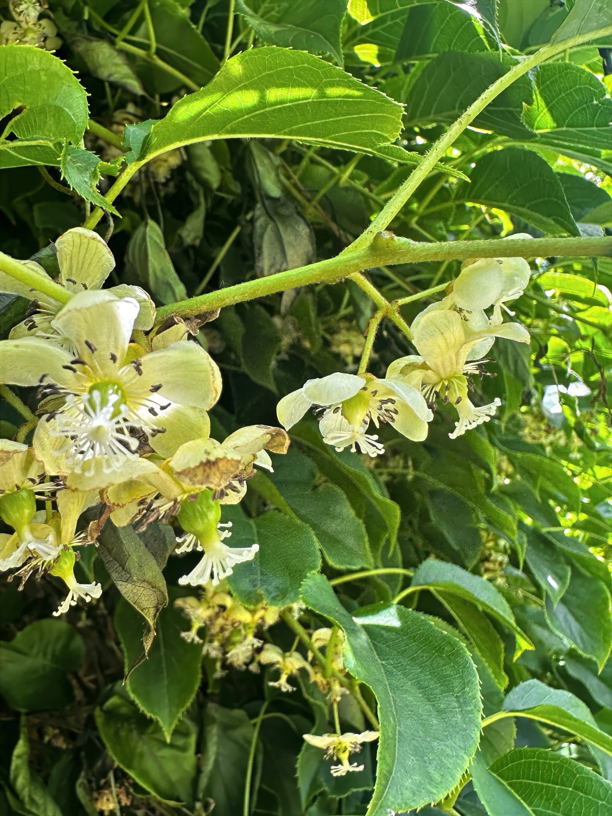 50 Issai Kiwi Seeds Arctic Grape Superfruit Garden Plant Cold Hardy Fast Vine