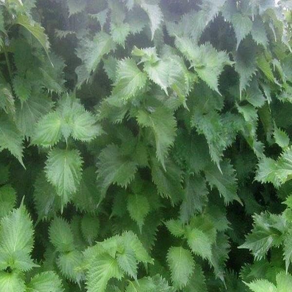 200 Green Shiso Seeds – Organic Ao Japanese Perilla frutescens Crispa Herb Seeds