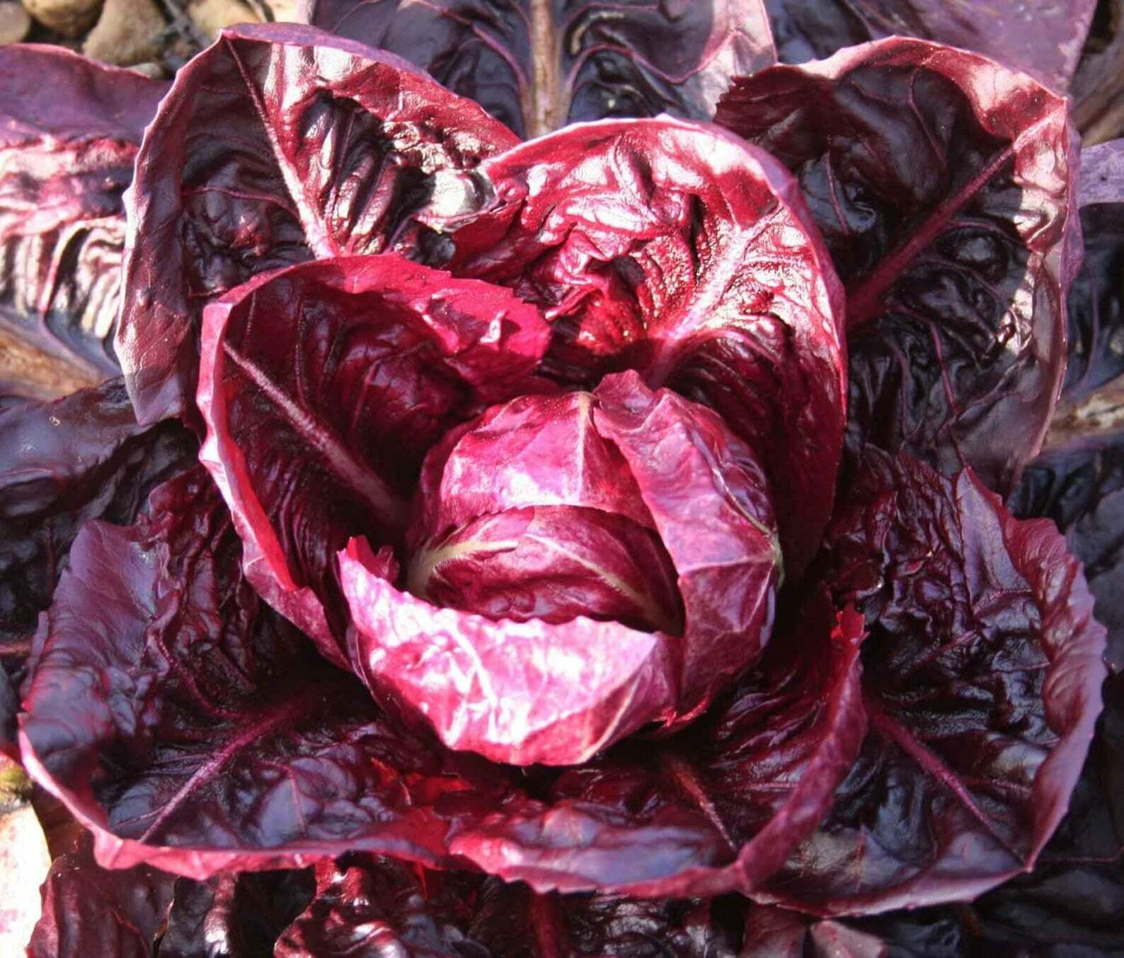 500+ Radicchio Seeds | Non-GMO | Fresh Garden Seeds USA Grown Heirloom