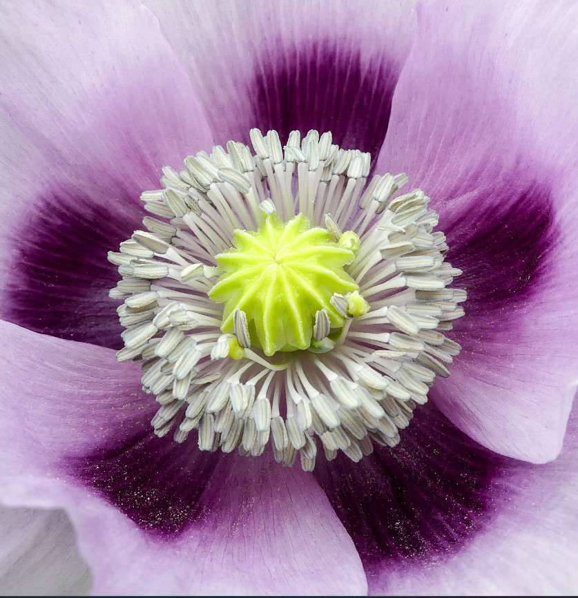 Poppy BLUE MOON White, Purple Large Flowers Unique Pods Non-GMO Rare 500 Seeds!