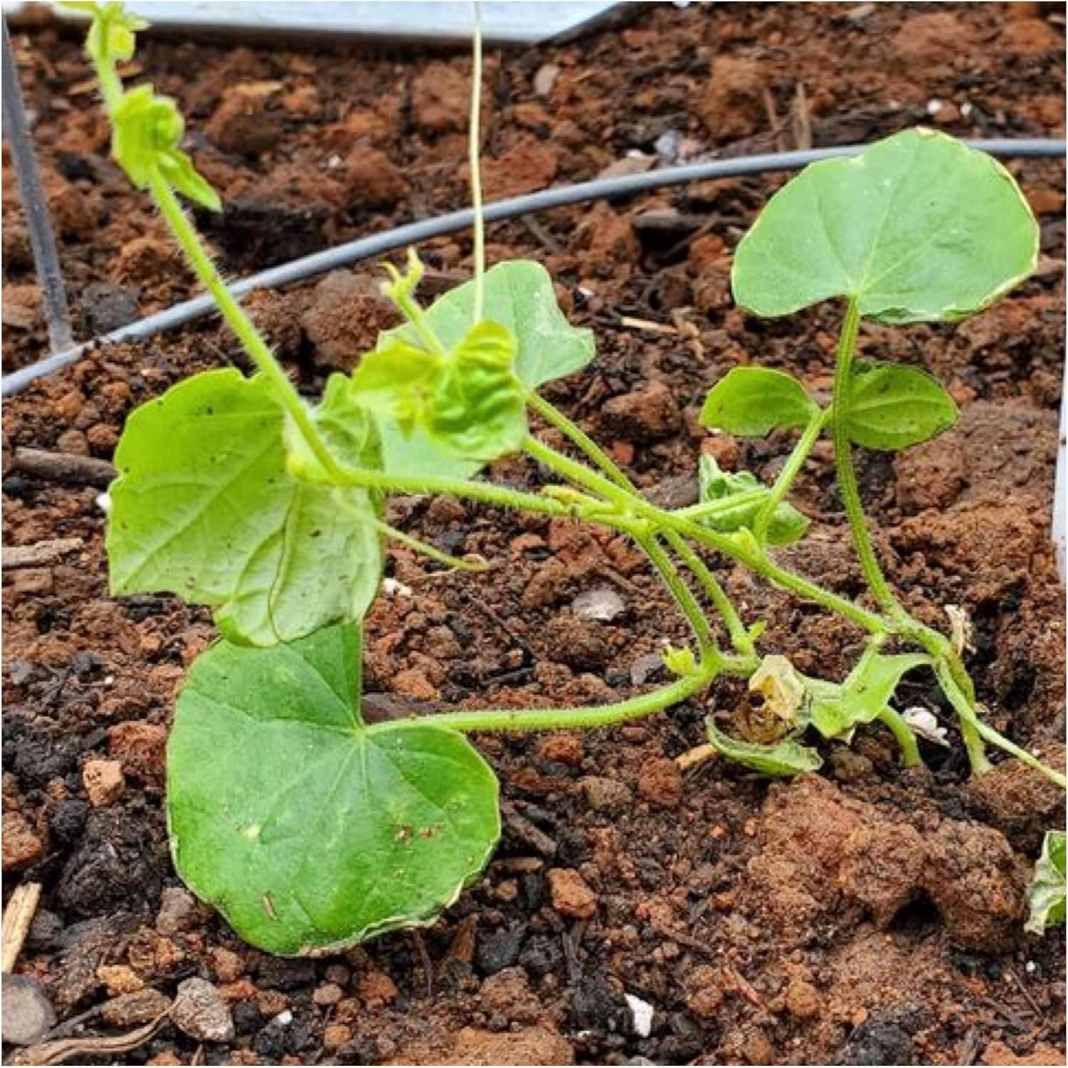 Cucamelon Seeds for Planting Mexican Sour Gherkin Miniature Mouse Melons – Non-G