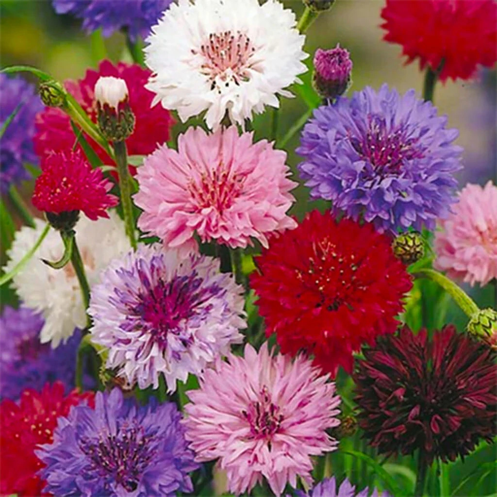 Polka Dot Mix Bachelor Button/Cornflower 500 Seeds Garden Flowers