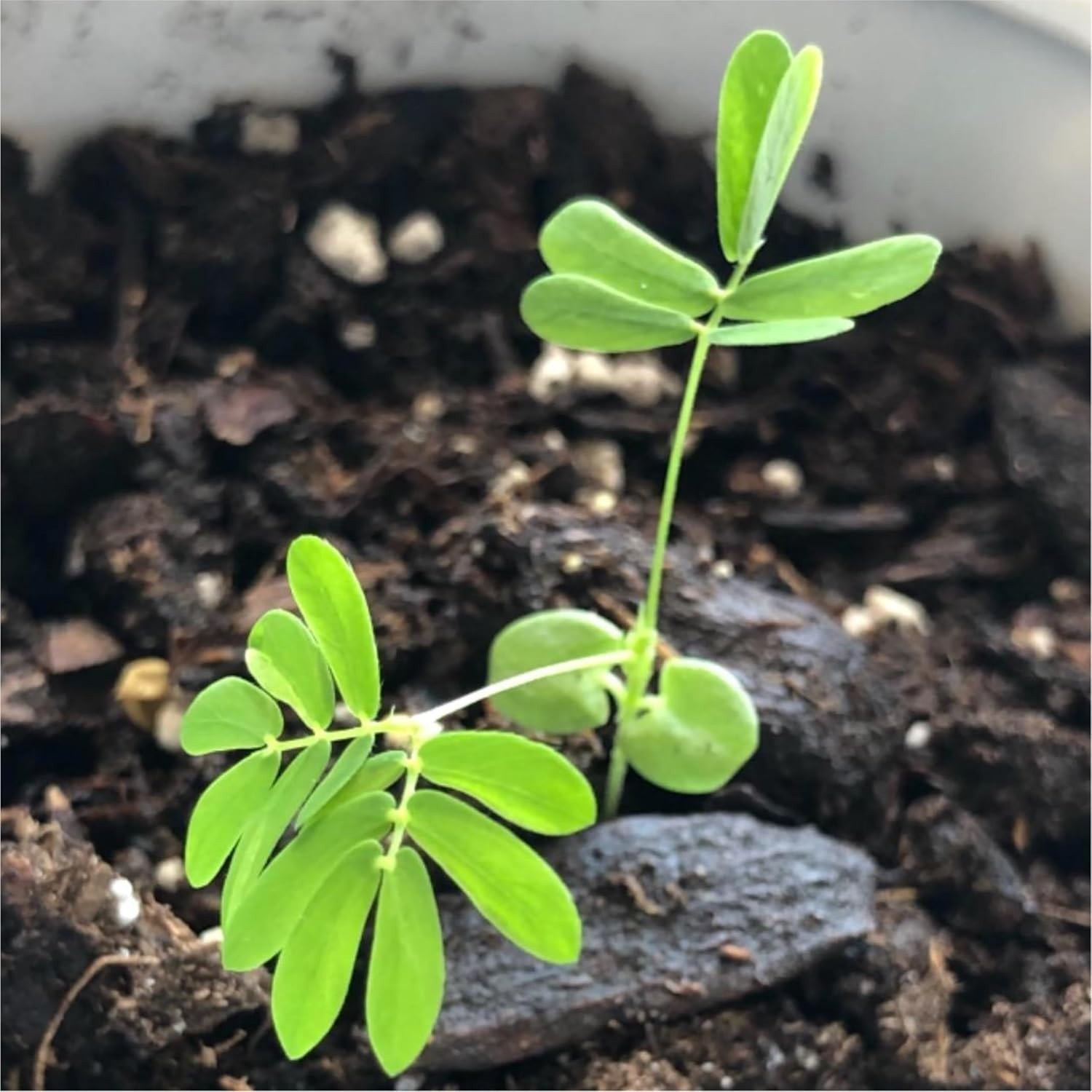 Mimosa Pudica Sensitive Plant Seeds – Heirloom Touch-Me-Not Blooms (100 pcs)