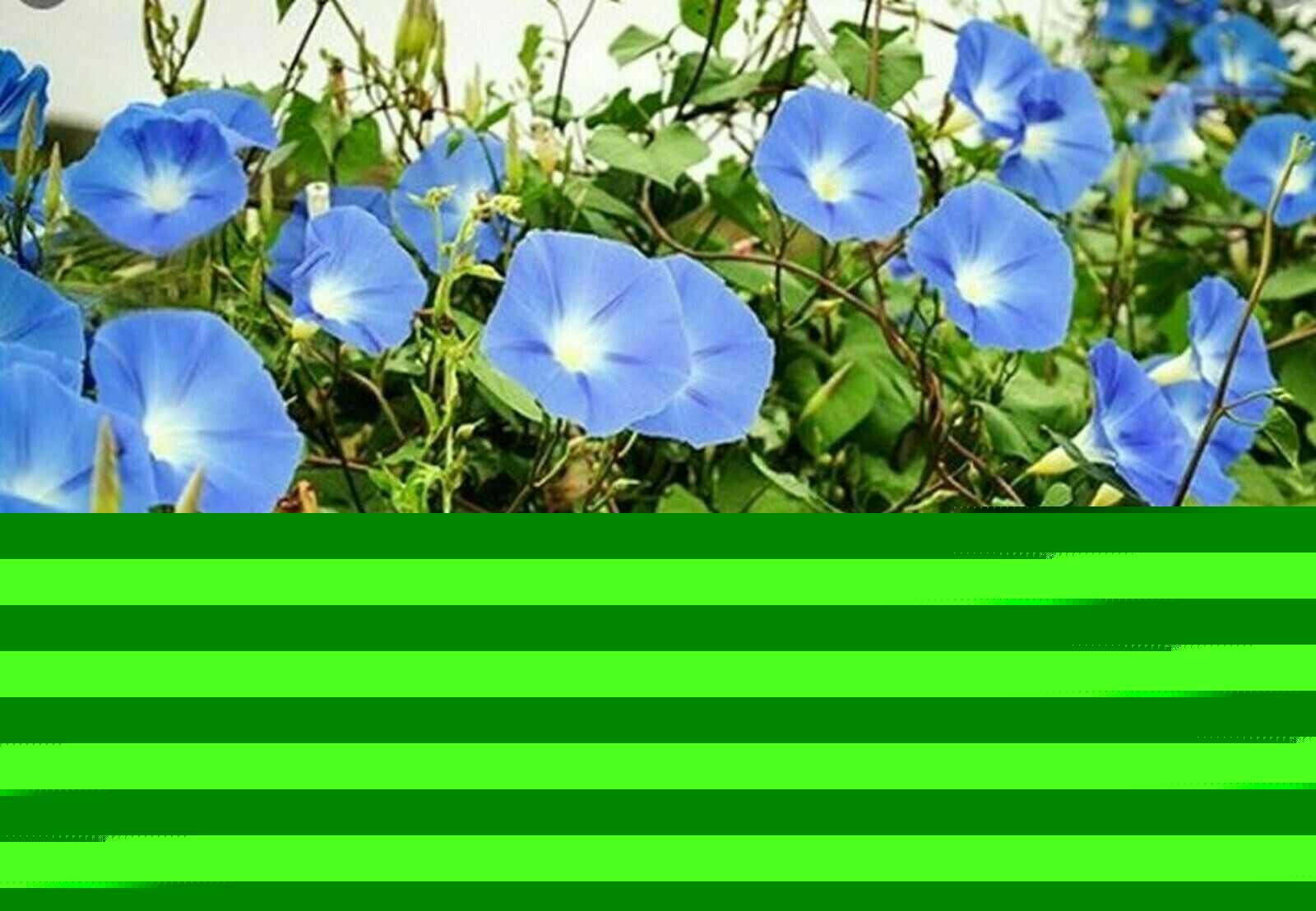60 Heavenly Blue Morning Glory Seeds UNTREATED FRESH PICKED 2023 & REFRIGERATED!