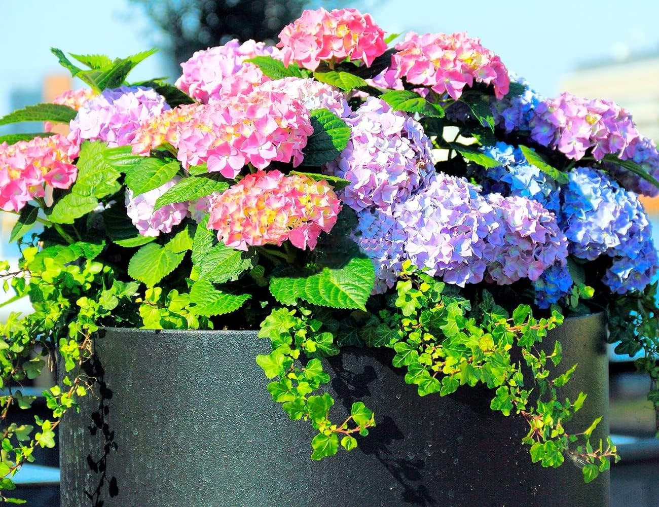 60+ Mixed Color Giant Snowball Hydrangea Seeds – Easy to Grow & Air Purifying