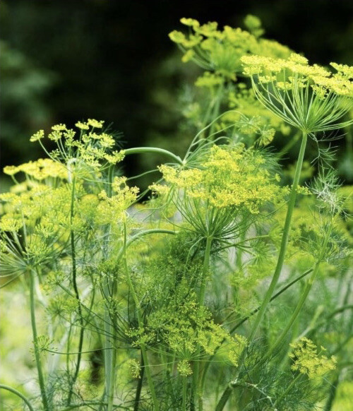 Fresh Dill Seeds Garden Planting Non-GMO