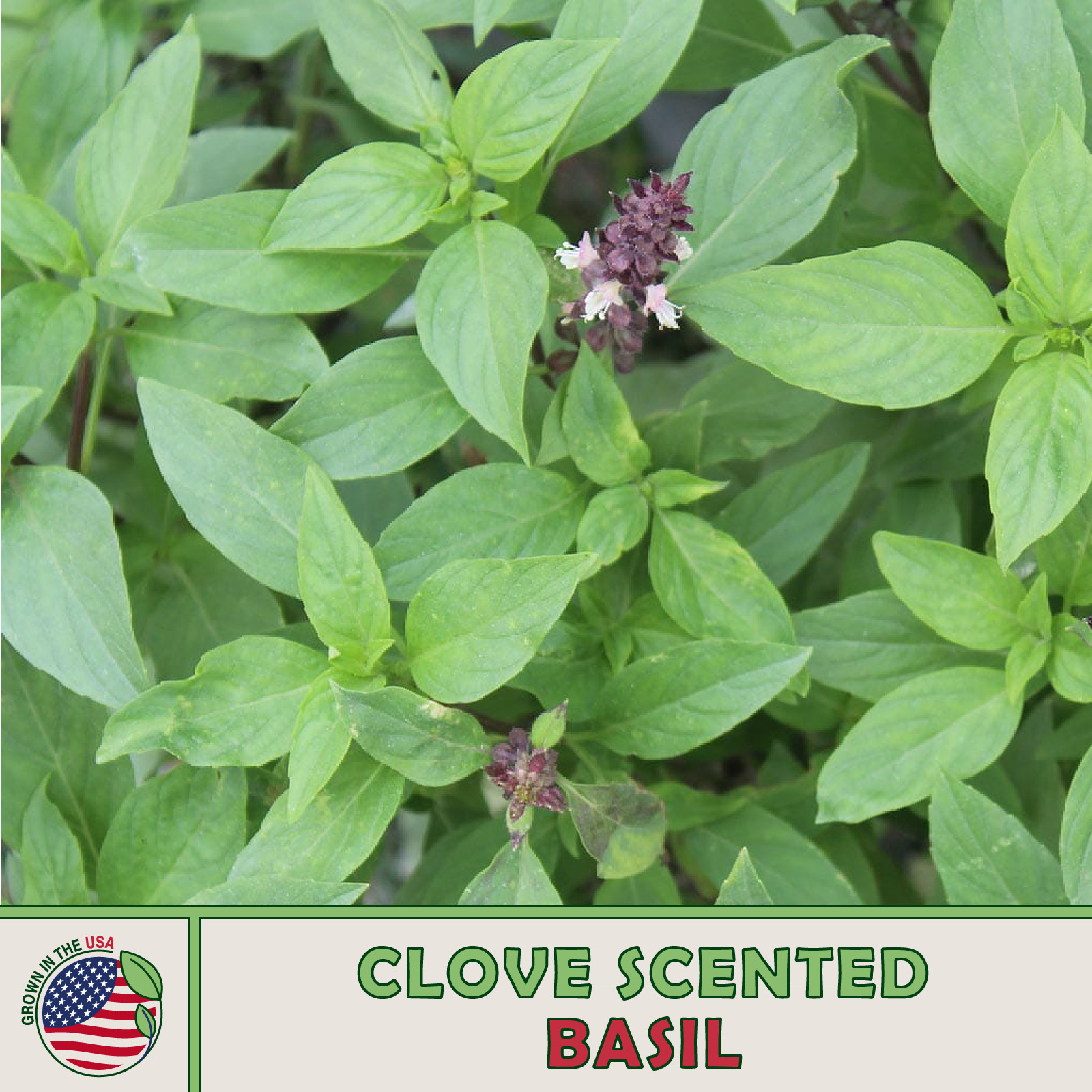 500 Clove Scented Basil Seeds, Ocimum basilicum, Culinary Herb, Genuine USA