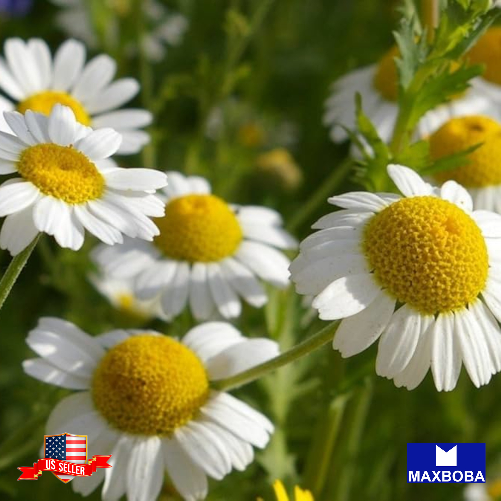 Chamomile Seeds German Organic Non-GMO Heirloom