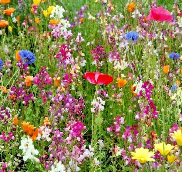 2000+POLLINATOR MIX Seeds 17 Native Wildflowers Annual Perennial Garden Easy