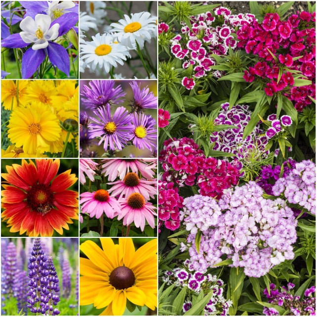 Bulk Package Of 30, 000 Seeds, Partial Shade Wildflower Mixture (16 Species)