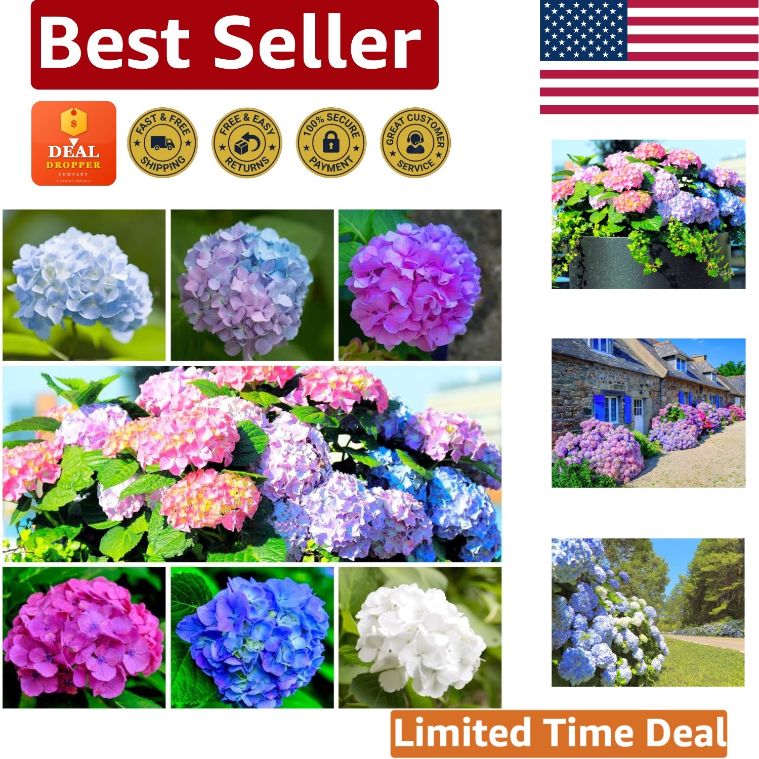 60+ Mixed Color Giant Snowball Hydrangea Seeds – Easy to Grow & Air Purifying
