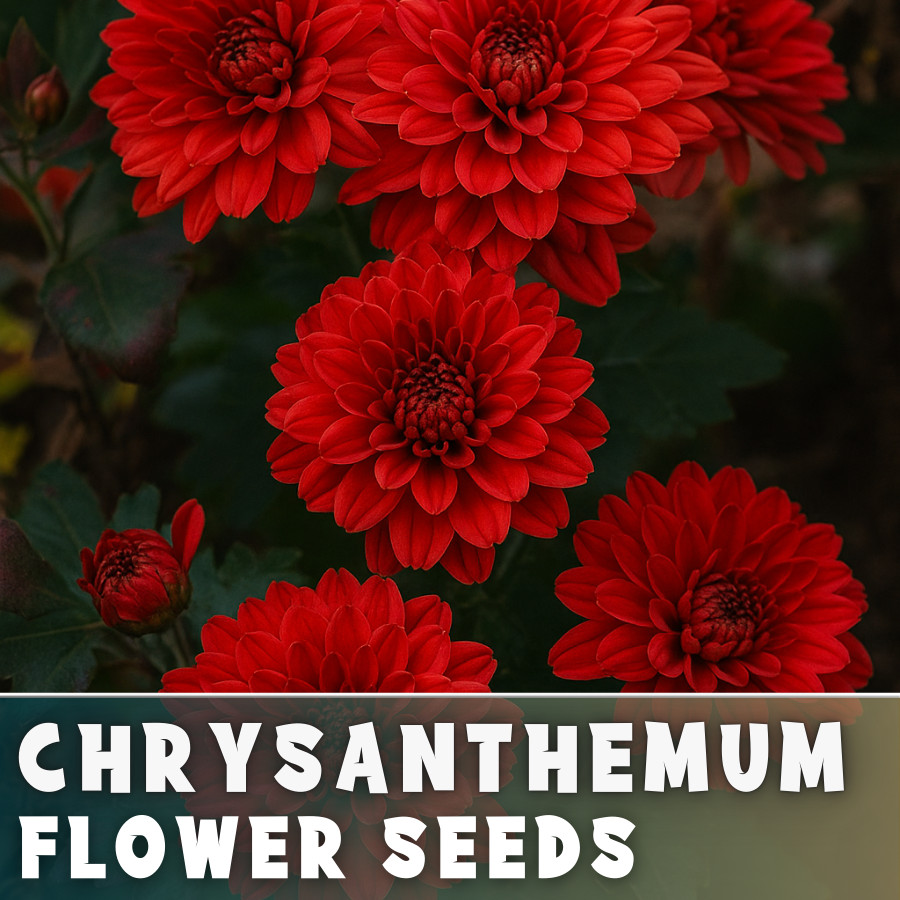 Cardinalis Mum Chrysanthemum Seeds 200+ Seeds Mum Flower, Flower Seeds