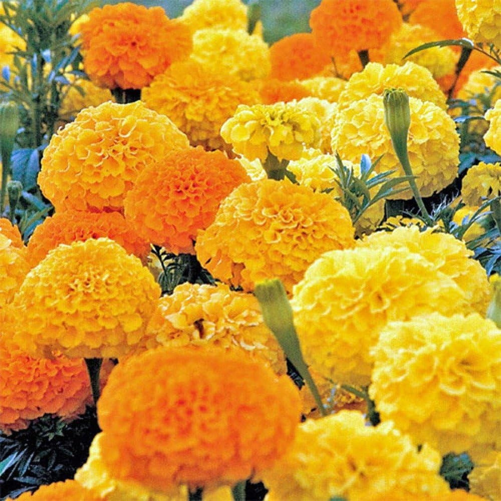 200+ AFRICAN MARIGOLD – CRACKERJACK MIX —- LARGE FLOWERS —- AAS AWARD WINNER