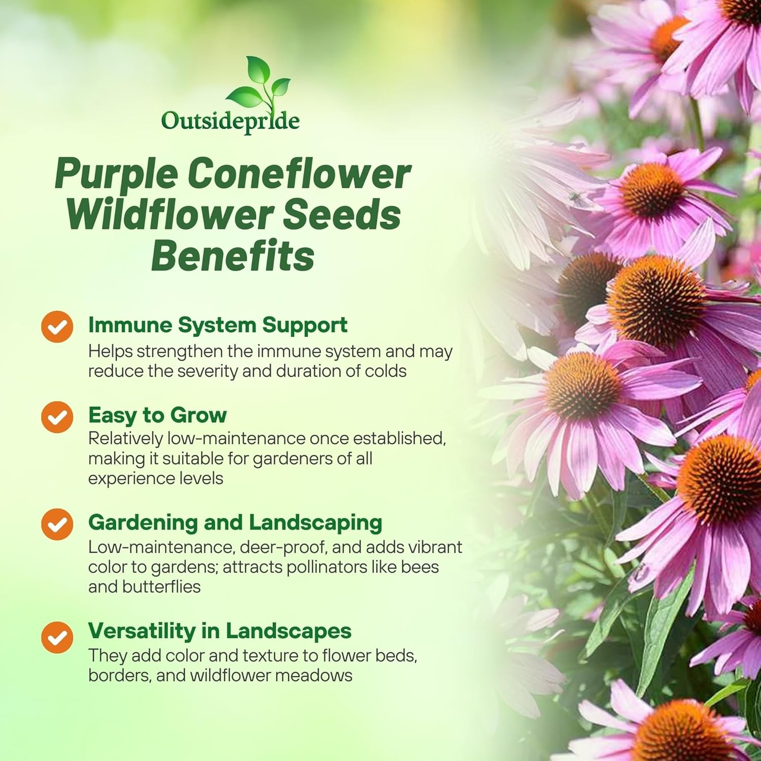 1000 Seeds Purple Coneflower Wild Flower Seed For Planting | Echinacea Seeds