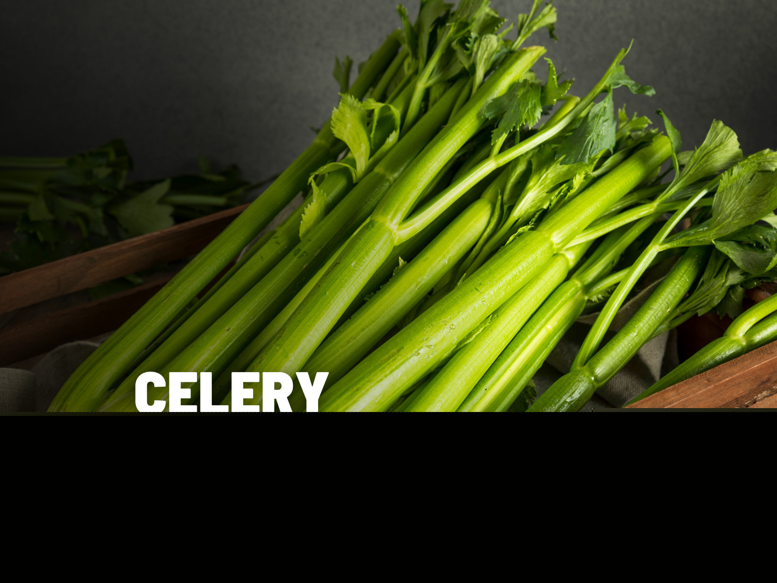 Celery, Utah 52-70 – 300 Seeds – Heirloom – Non GMO (Apium Graveolens)