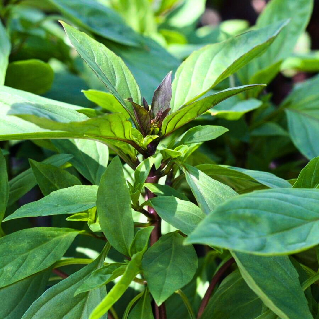 Fresh Thai Basil Seeds | Siam Queen | Heirloom Non-GMO | Asian Vegetable