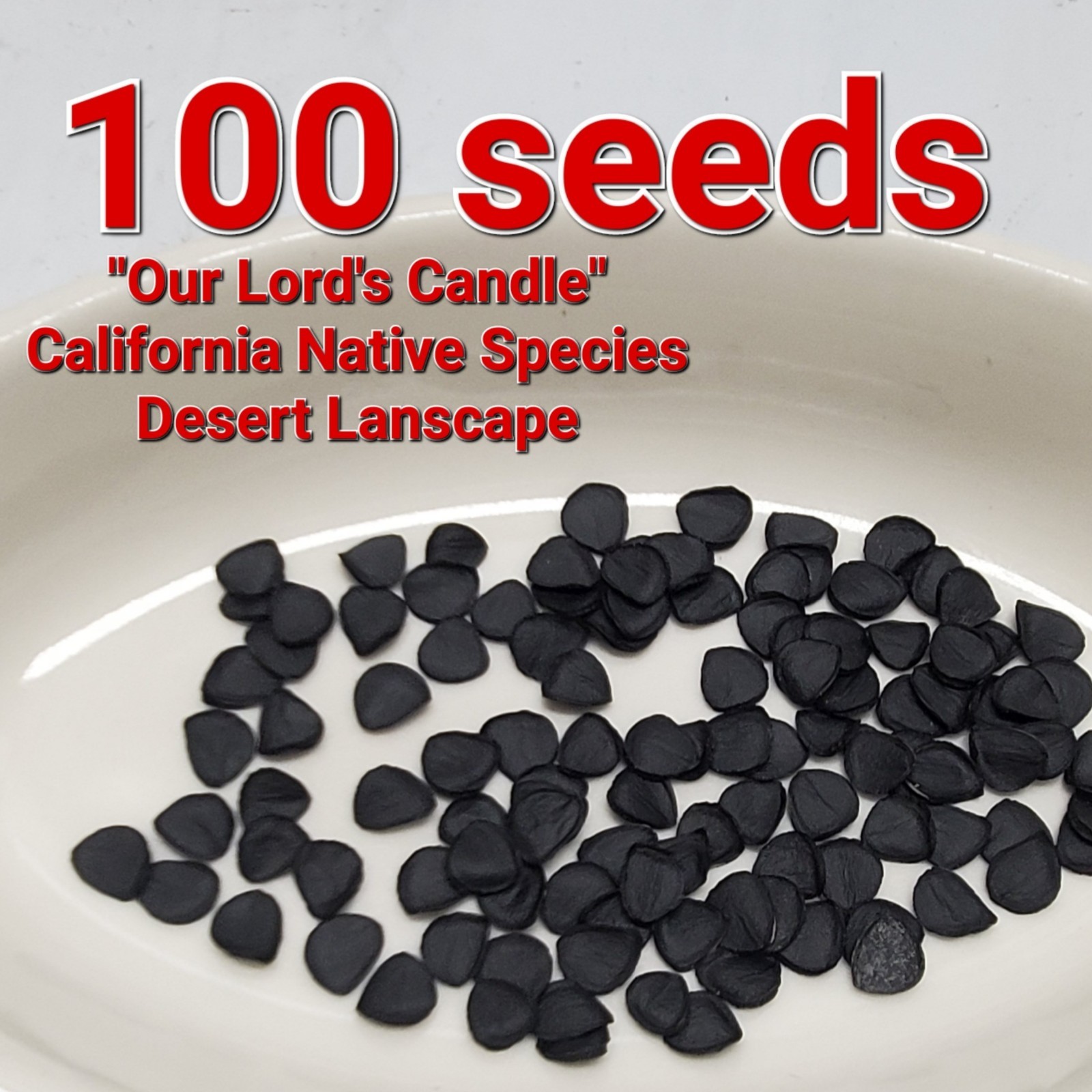 100 seeds – Chaparral Yucca Hesperoyucca Whipplei – Our Lord’s Candle Cactus