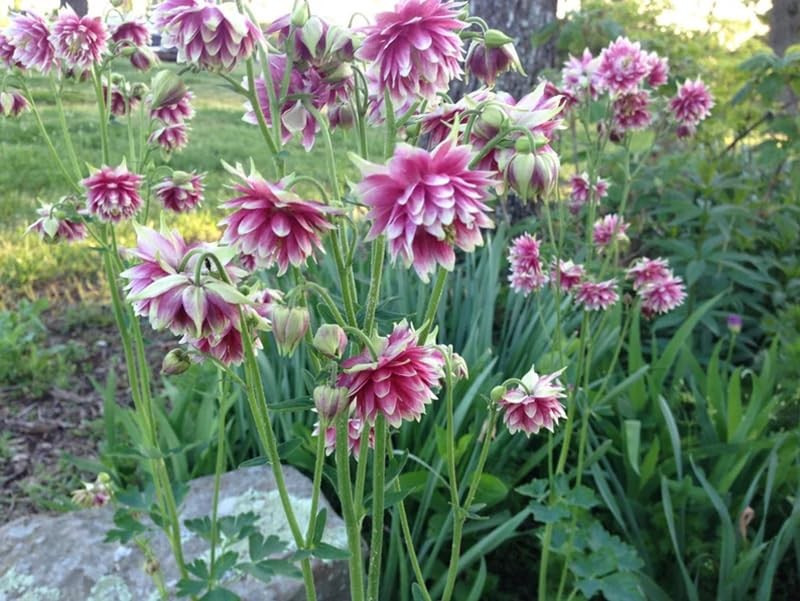 100+ Nora Barlow Columbine Seeds Cold Resistant Double Flowers Garden Planting