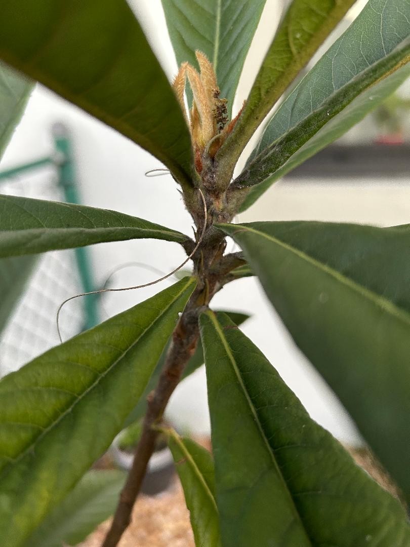 Loquat – Honey Dew – 2 cuttings/scions for grafting, Japanese variety