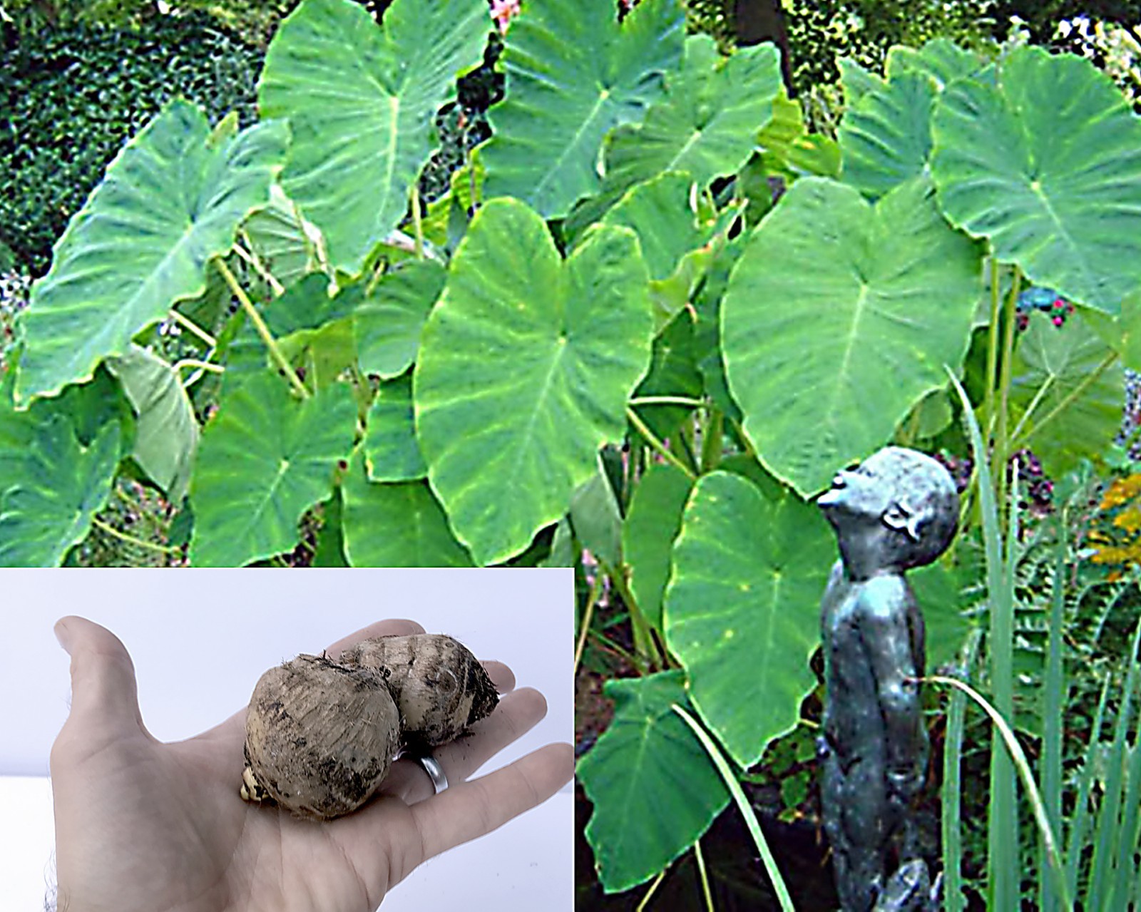 10 LIVE Colocasia Esculenta Elephant Ear Taro Gabi Kalo Eddo Bulbs READY to GROW