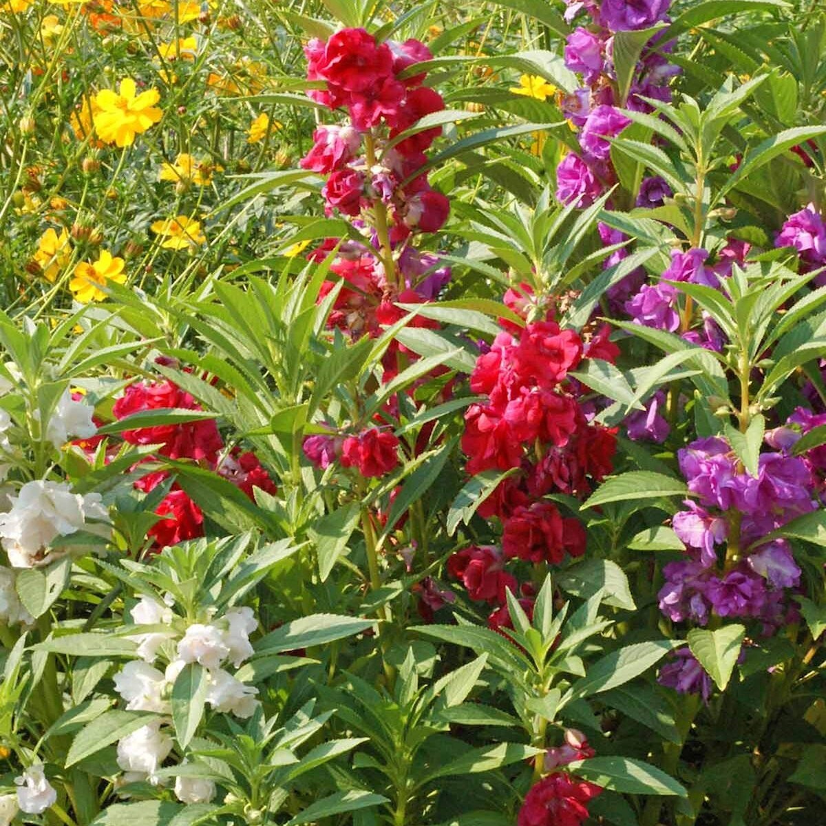 1/4 Lb Camilia Flowered Mixed Balsam Wildflower Seeds – Everwilde Farms Mylar