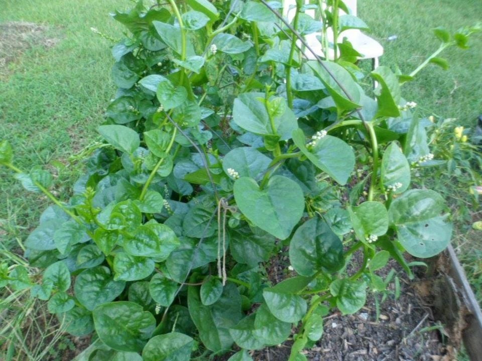 Green Malabar Spinach 30 seeds