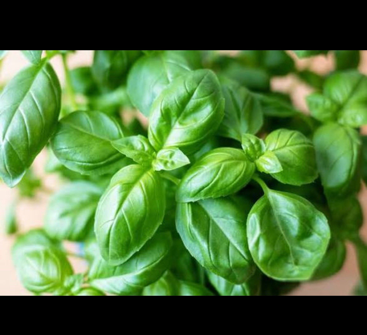 Genovese Basil Seeds 🍀| NON-GMO Basil Seeds | Fresh Heirloom Garden Seeds📍100+
